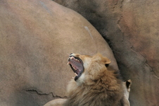 Enlarge photo 269