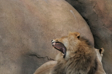 Enlarge photo 270
