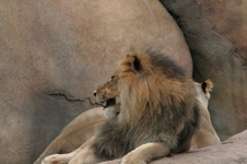 Enlarge photo 271