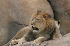 Enlarge photo 275