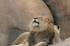Enlarge photo 286