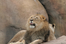 Enlarge photo 287
