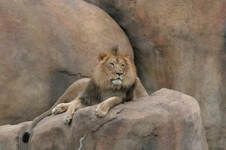 Enlarge photo 294