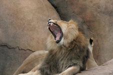 Enlarge photo 320