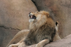 Enlarge photo 321