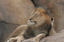 Enlarge photo 323