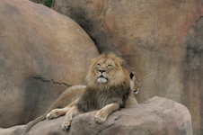 Enlarge photo 330