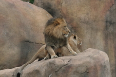 Enlarge photo 332