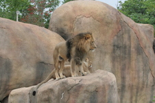 Enlarge photo 334