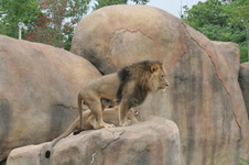 Enlarge photo 335