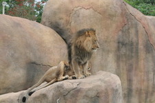 Enlarge photo 336