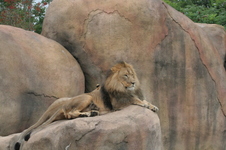 Enlarge photo 337