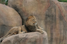 Enlarge photo 338