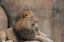Enlarge photo 339