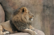 Enlarge photo 341