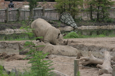 Enlarge photo 343