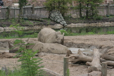 Enlarge photo 345