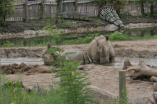 Enlarge photo 352