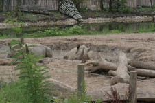 Enlarge photo 358