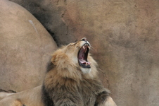 Enlarge photo 370
