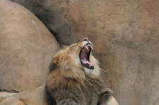 Enlarge photo 371