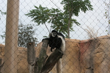 Enlarge photo 377