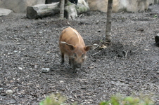 Enlarge photo 382