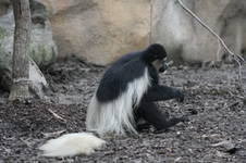 Enlarge photo 387