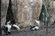 Enlarge photo 393