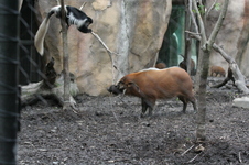 Enlarge photo 396