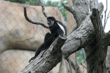 Enlarge photo 405