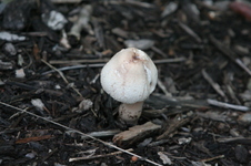 Enlarge photo 415