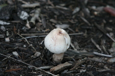 Enlarge photo 416