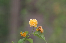 Enlarge photo 417