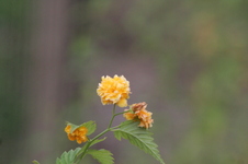 Enlarge photo 418