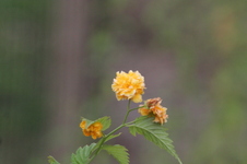 Enlarge photo 419