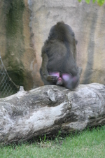 Enlarge photo 421
