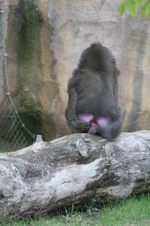 Enlarge photo 422