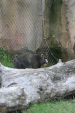 Enlarge photo 423