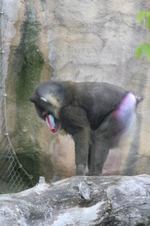 Enlarge photo 425
