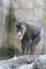 Enlarge photo 426