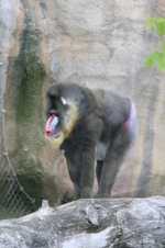 Enlarge photo 429