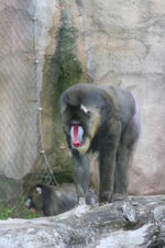 Enlarge photo 431