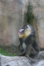 Enlarge photo 436