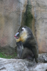 Enlarge photo 437