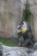 Enlarge photo 438