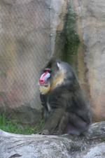 Enlarge photo 440