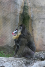 Enlarge photo 441