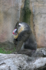 Enlarge photo 448