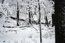 Enlarge photo 35